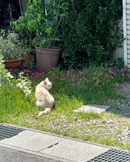 猫ちゃん